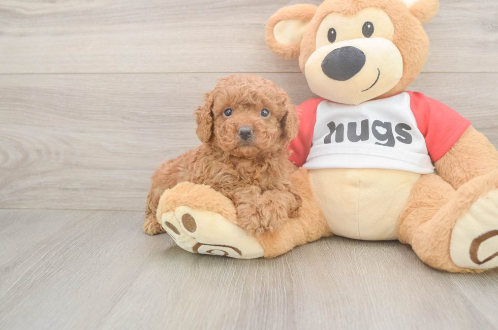 5 week old Cavapoo Puppy For Sale - Premier Pups