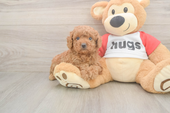Hypoallergenic Cavadoodle Poodle Mix Puppy