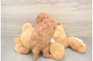 Friendly Cavapoo Baby