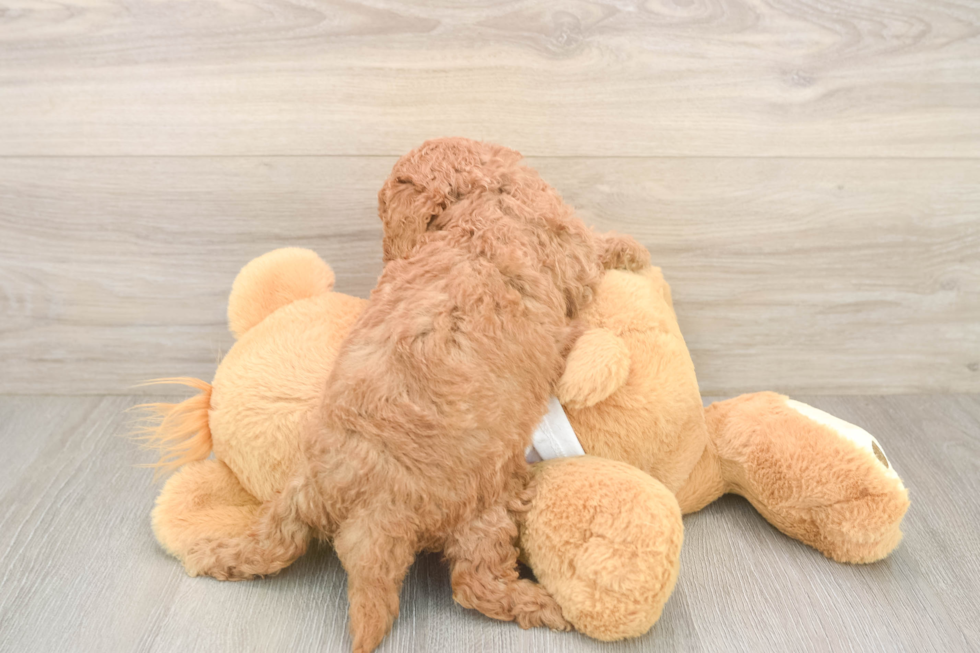 Friendly Cavapoo Baby