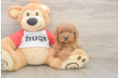 Happy Cavapoo Baby