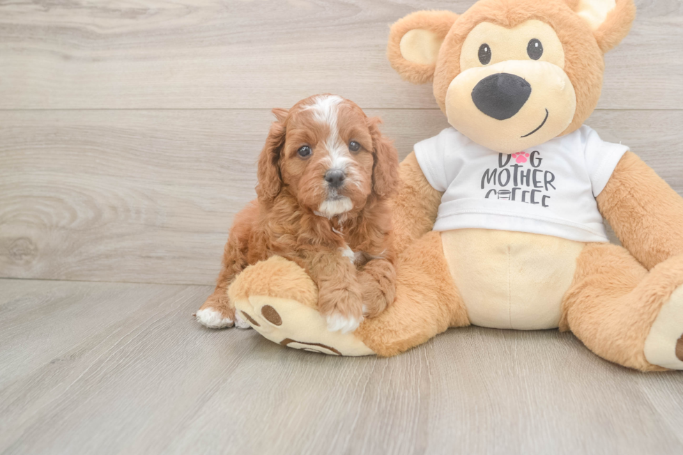 Smart Cavapoo Poodle Mix Pup
