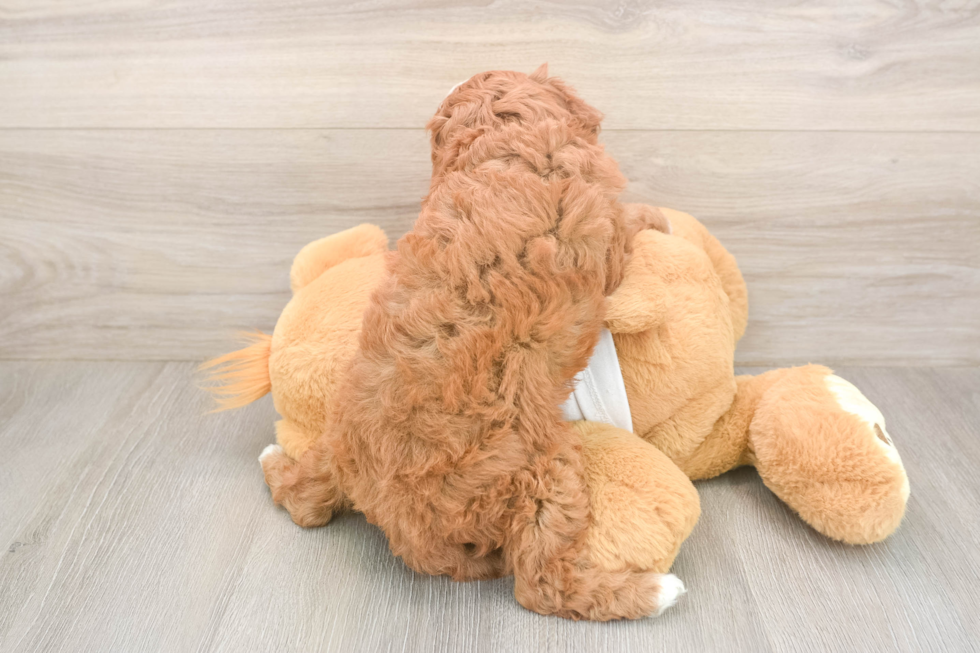 Cavapoo Puppy for Adoption