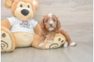 Best Cavapoo Baby