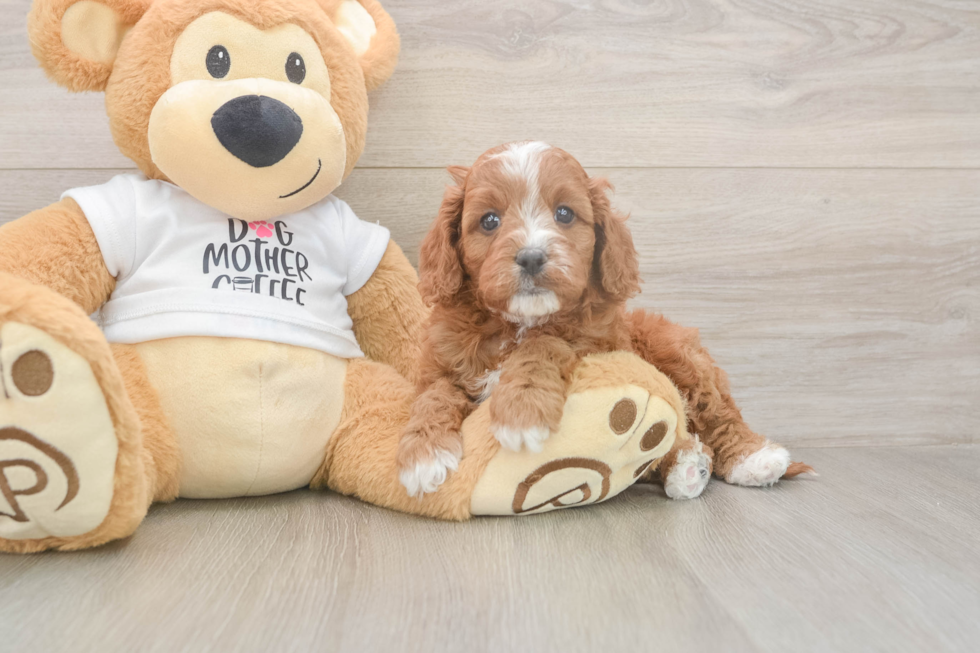 Best Cavapoo Baby