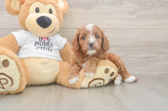 5 week old Cavapoo Puppy For Sale - Premier Pups Best Cavapoo Baby