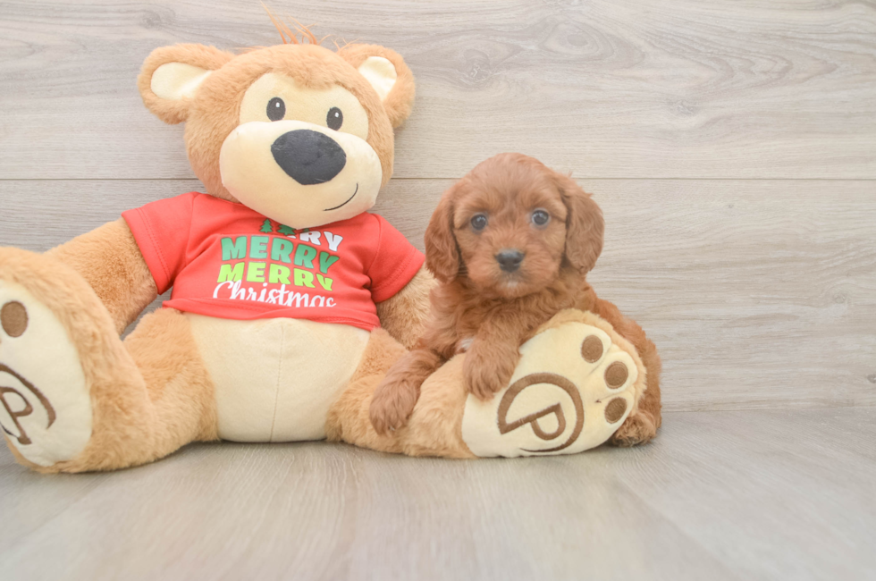 5 week old Cavapoo Puppy For Sale - Premier Pups