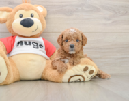 7 week old Cavapoo Puppy For Sale - Premier Pups