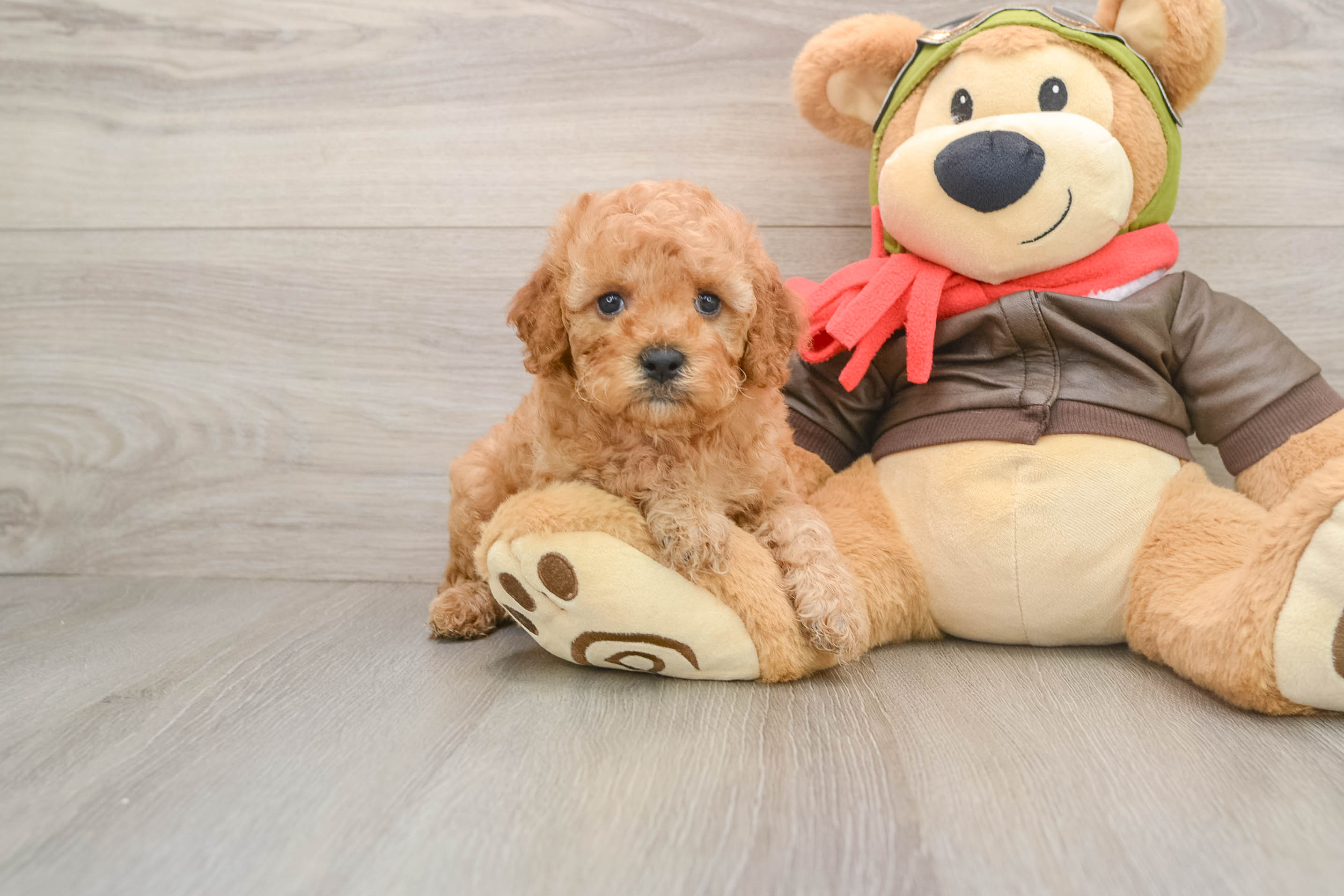 Cavapoo Pup Being Cute