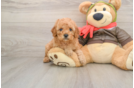 Cavapoo Pup Being Cute