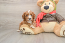 Cavapoo Puppy for Adoption