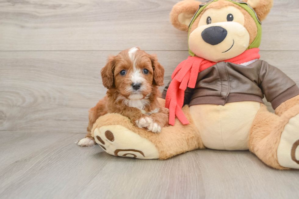 Cavapoo Puppy for Adoption