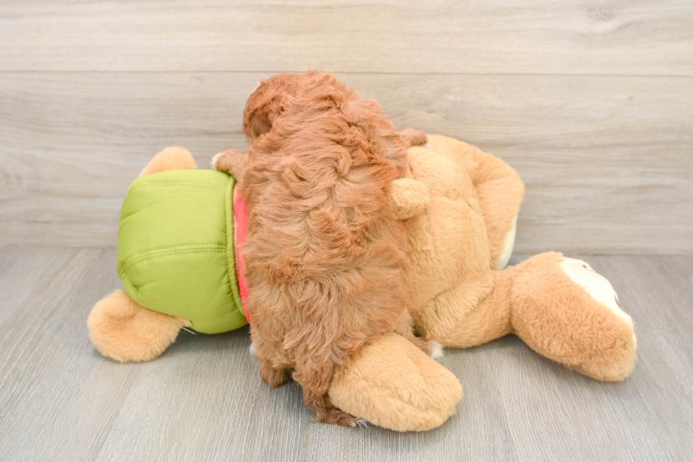 Playful Cavapoodle Poodle Mix Puppy
