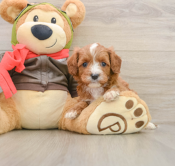 6 week old Cavapoo Puppy For Sale - Premier Pups