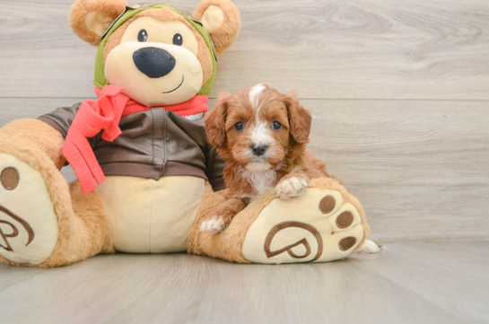 Best Cavapoo Baby