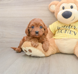 9 week old Cavapoo Puppy For Sale - Premier Pups