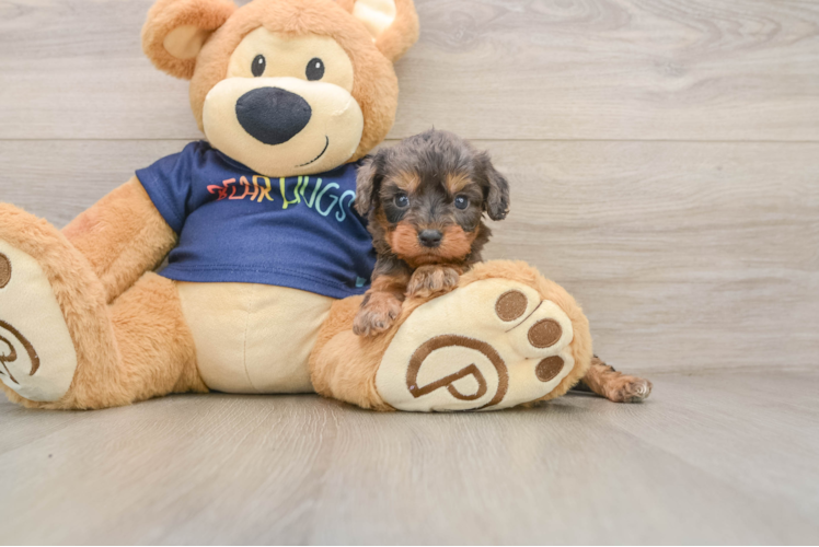 Petite Cavapoo Poodle Mix Pup