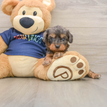 Petite Cavapoo Poodle Mix Pup
