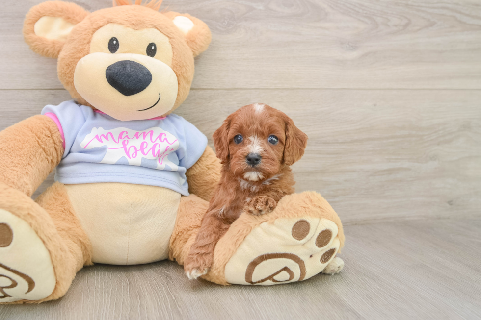 Cute Cavapoo Baby