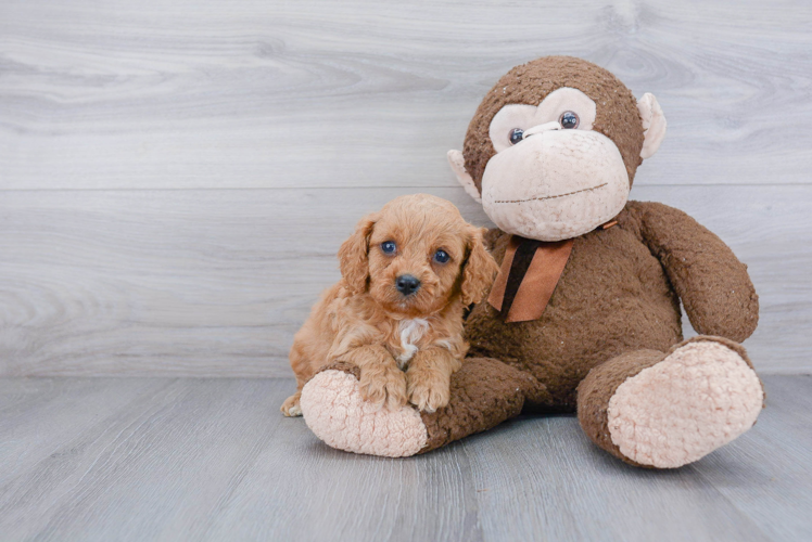 Fluffy Cavapoo Poodle Mix Pup