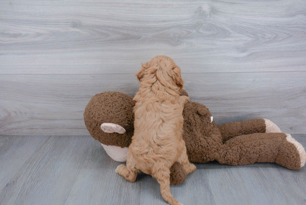 Fluffy Cavapoo Poodle Mix Pup