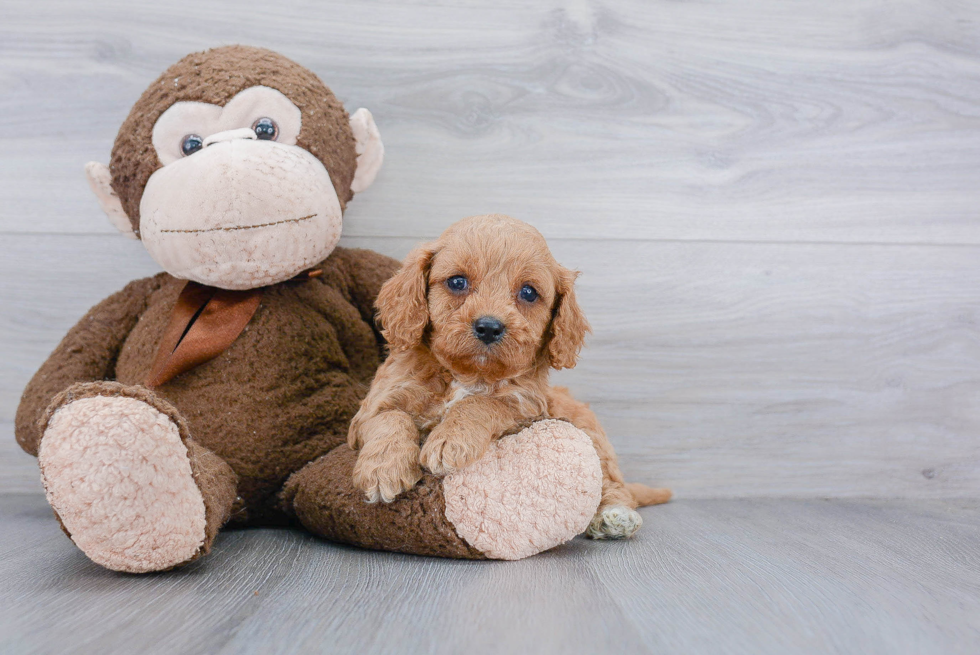 Happy Cavapoo Baby