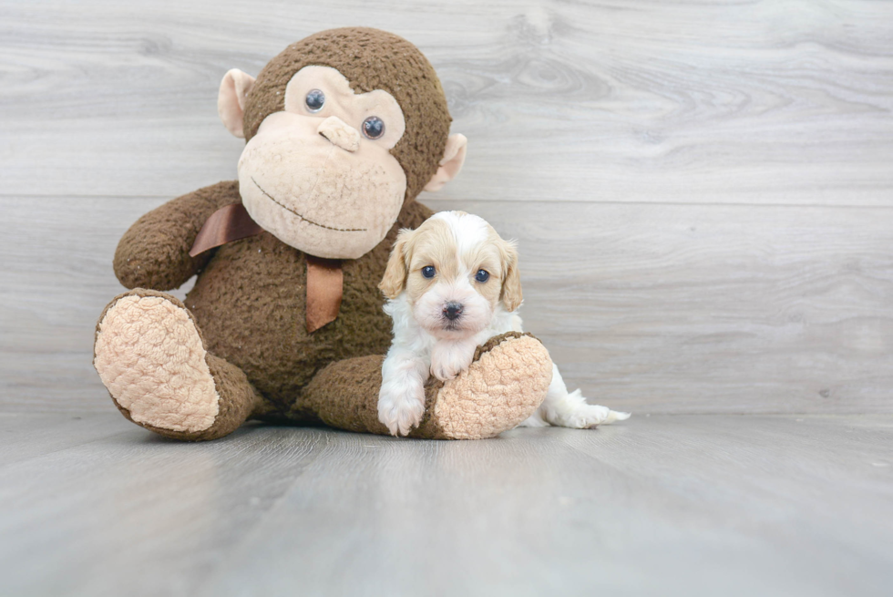 Adorable Cavoodle Poodle Mix Puppy