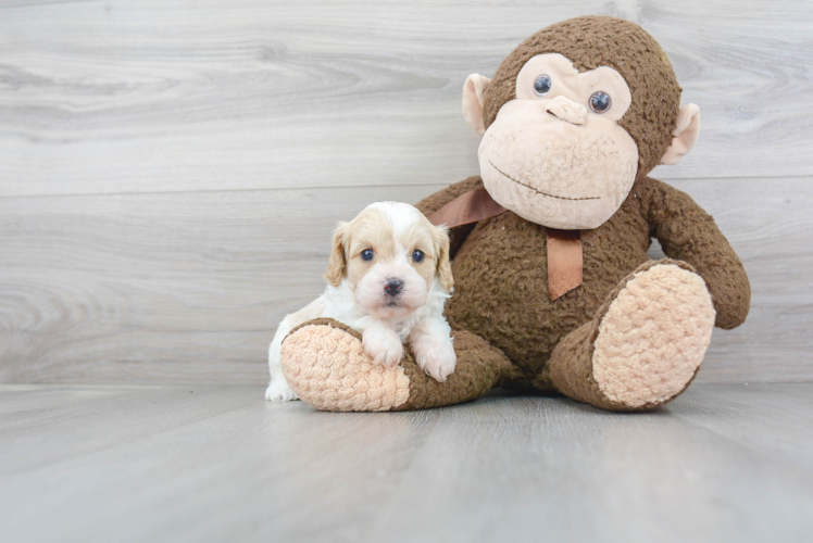 Popular Cavapoo Poodle Mix Pup