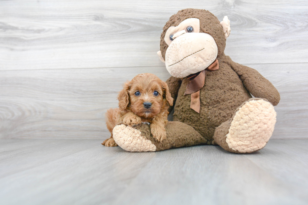 Fluffy Cavapoo Poodle Mix Pup