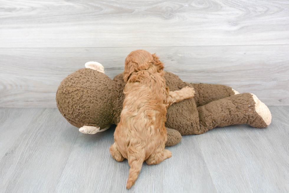 Cute Cavapoo Baby