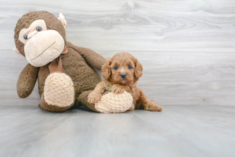 Cavapoo Pup Being Cute