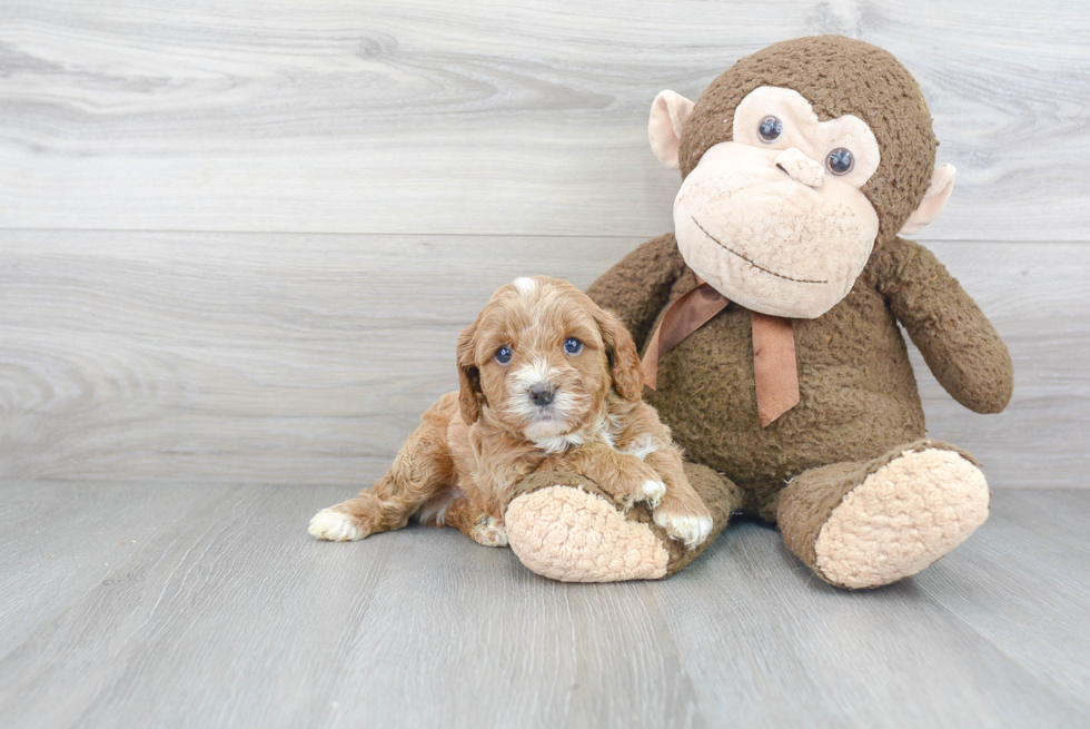 Happy Cavapoo Baby