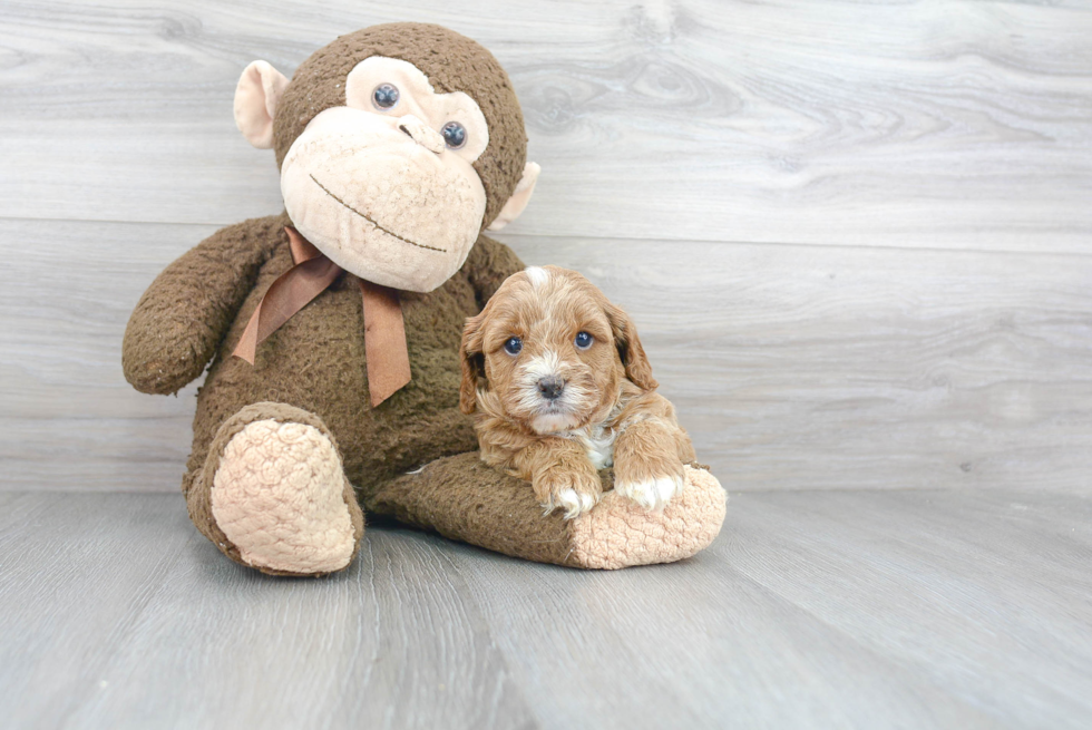 Small Cavapoo Baby