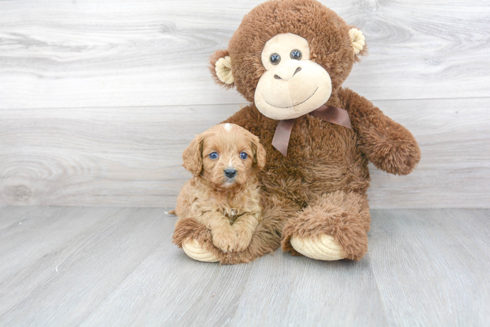 Petite Cavapoo Poodle Mix Pup