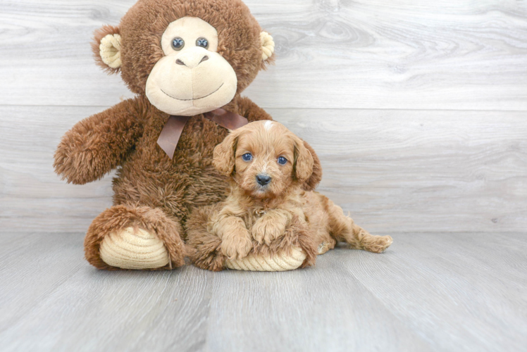 Energetic Cavoodle Poodle Mix Puppy