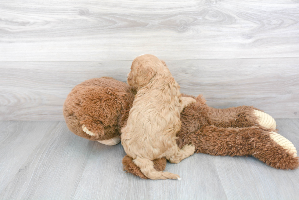 Cavapoo Pup Being Cute