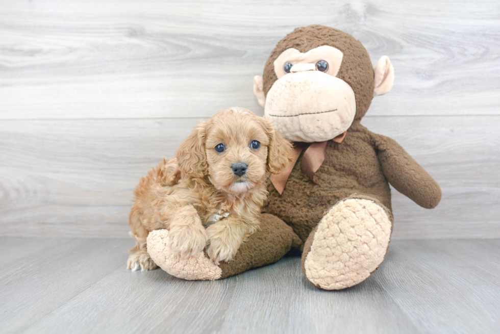 Sweet Cavapoo Baby