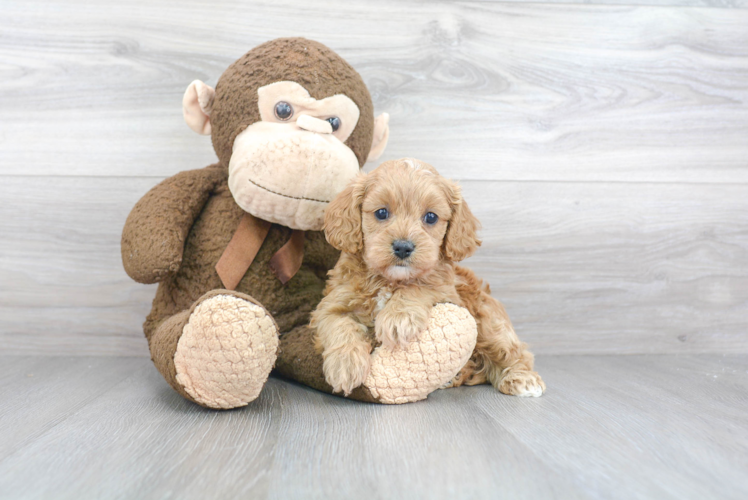 Cavapoo Pup Being Cute