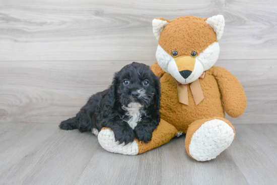 Cavapoo Pup Being Cute