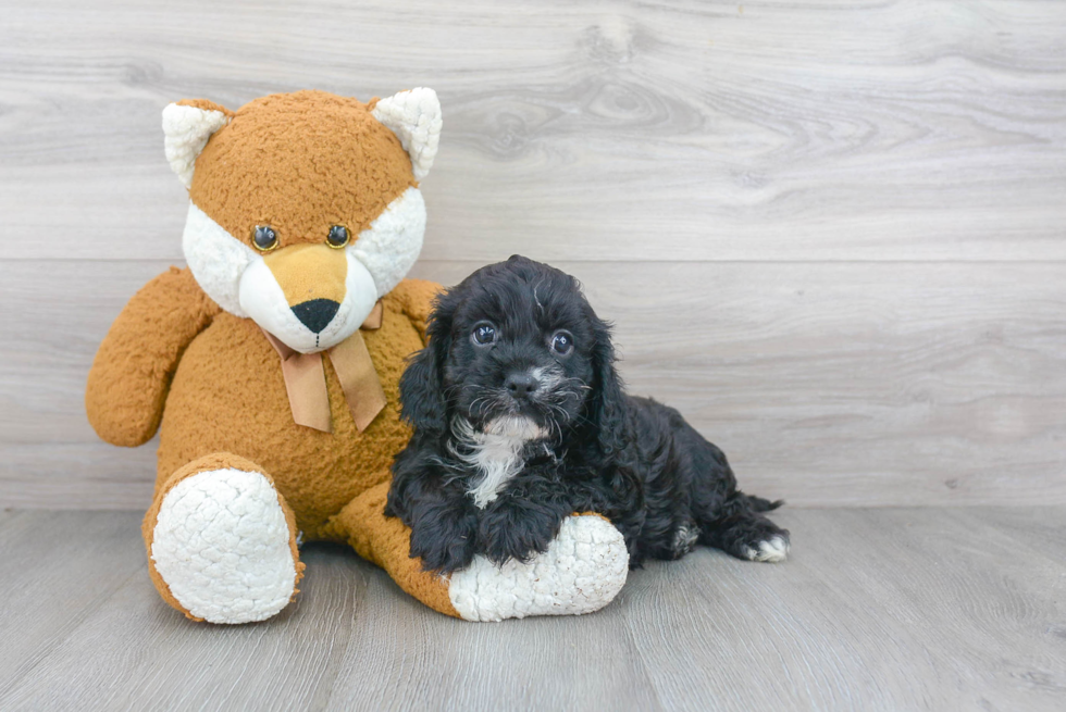 Cavapoo Puppy for Adoption