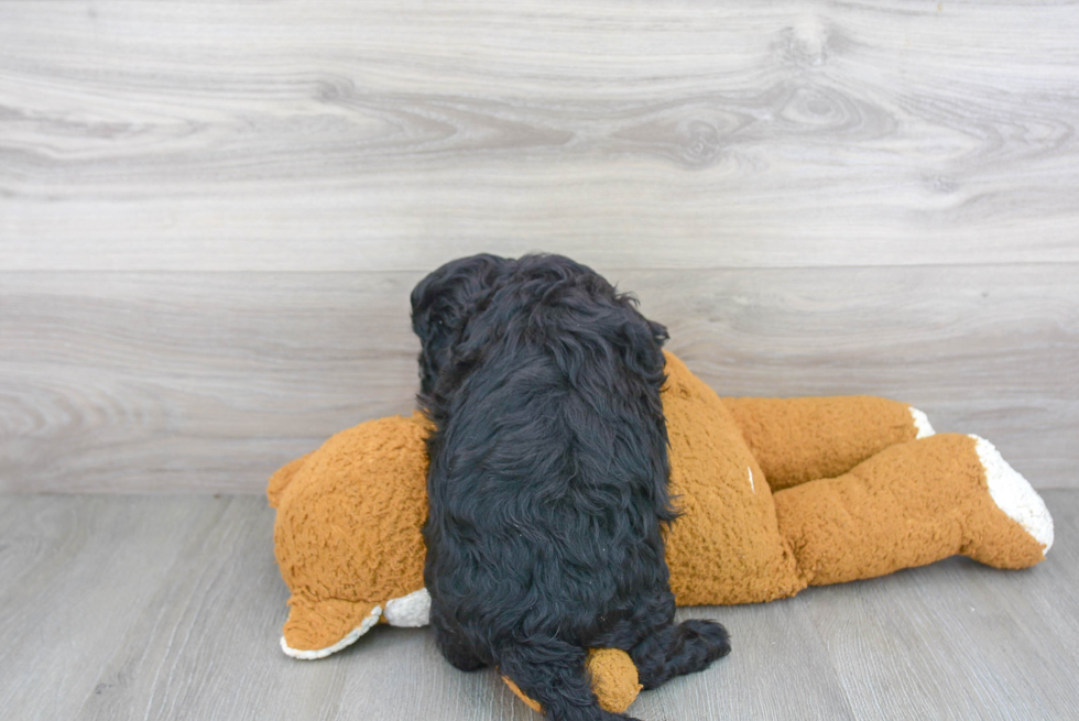 Cavapoo Puppy for Adoption