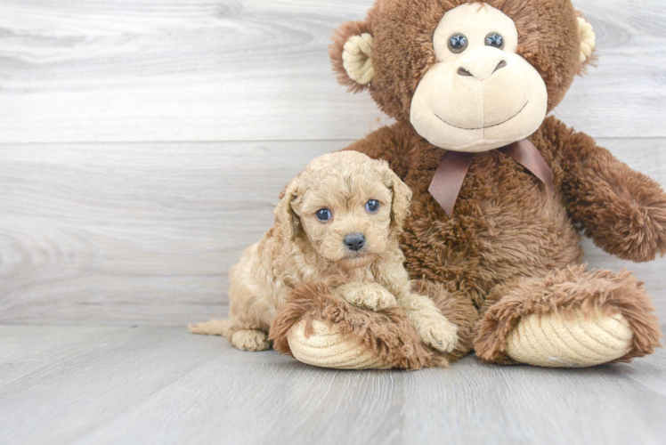 Best Cavapoo Baby