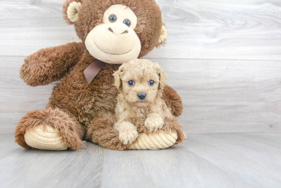 Best Cavapoo Baby