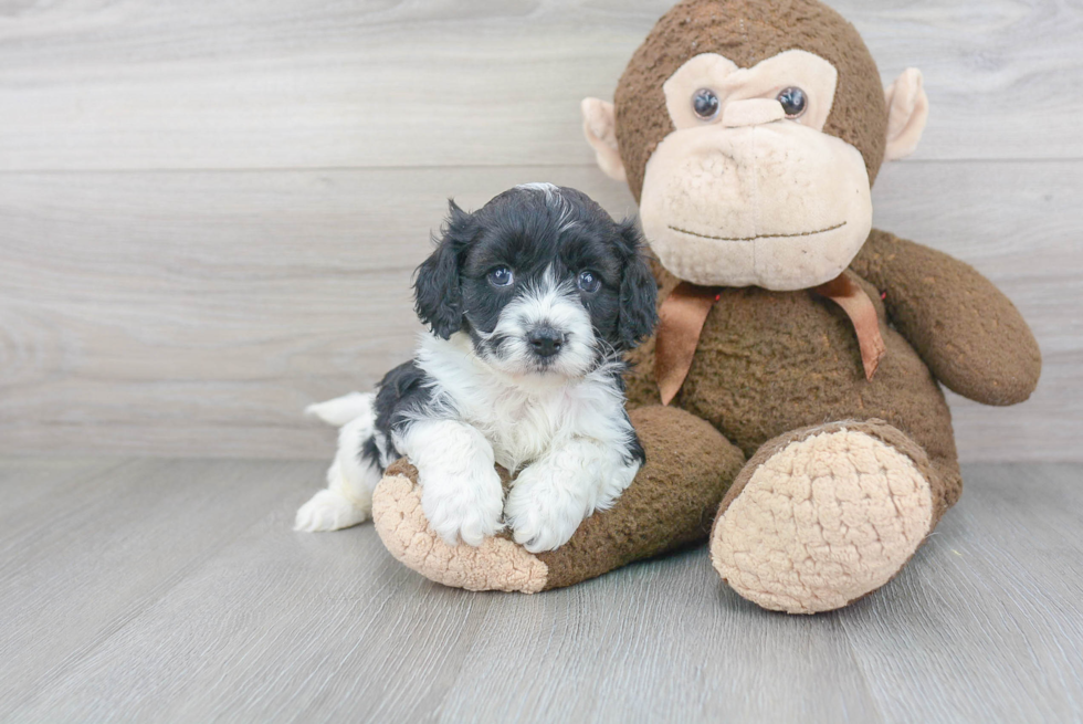 Hypoallergenic Cavoodle Poodle Mix Puppy