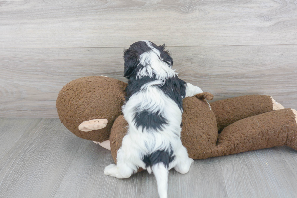 Best Cavapoo Baby