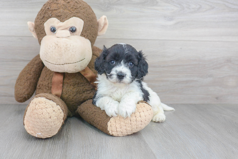 Friendly Cavapoo Baby