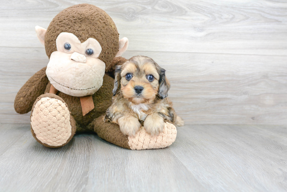 Cute Cavapoo Baby