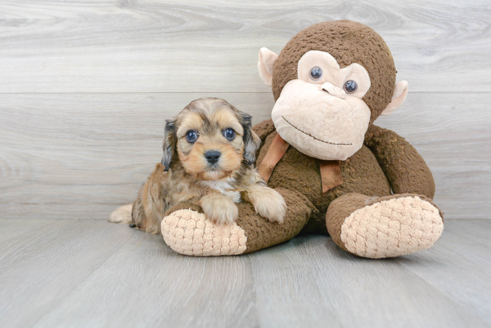 Petite Cavapoo Poodle Mix Pup