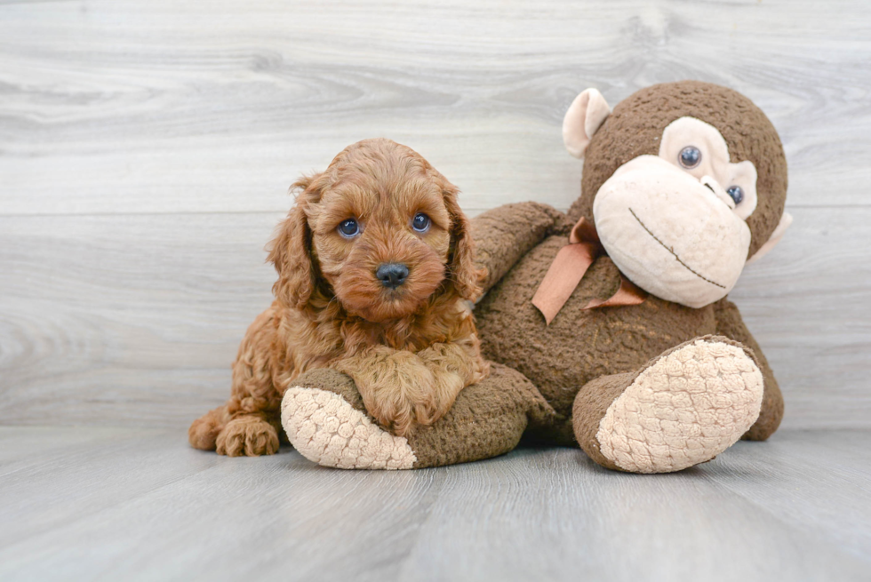 Smart Cavapoo Poodle Mix Pup