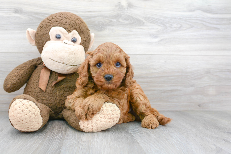 Fluffy Cavapoo Poodle Mix Pup